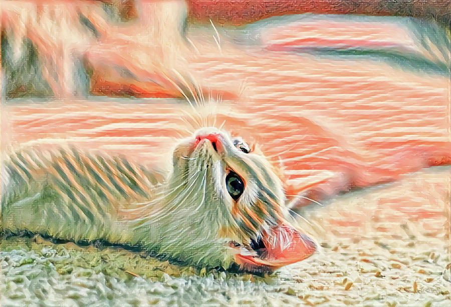 Flat Cat Digital Art by Don Northup