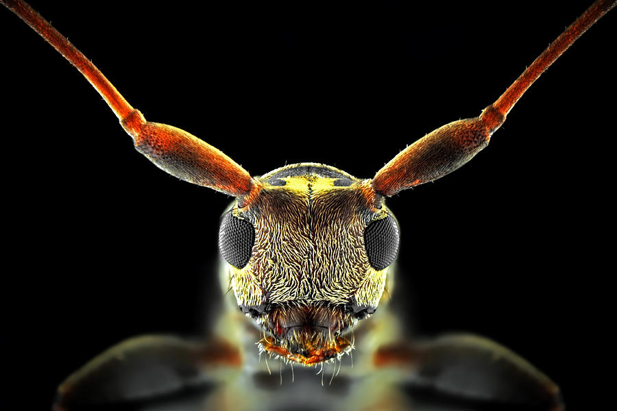 Wildlife Photograph - Flat-headed Longhorn Beetle by Donald Jusa