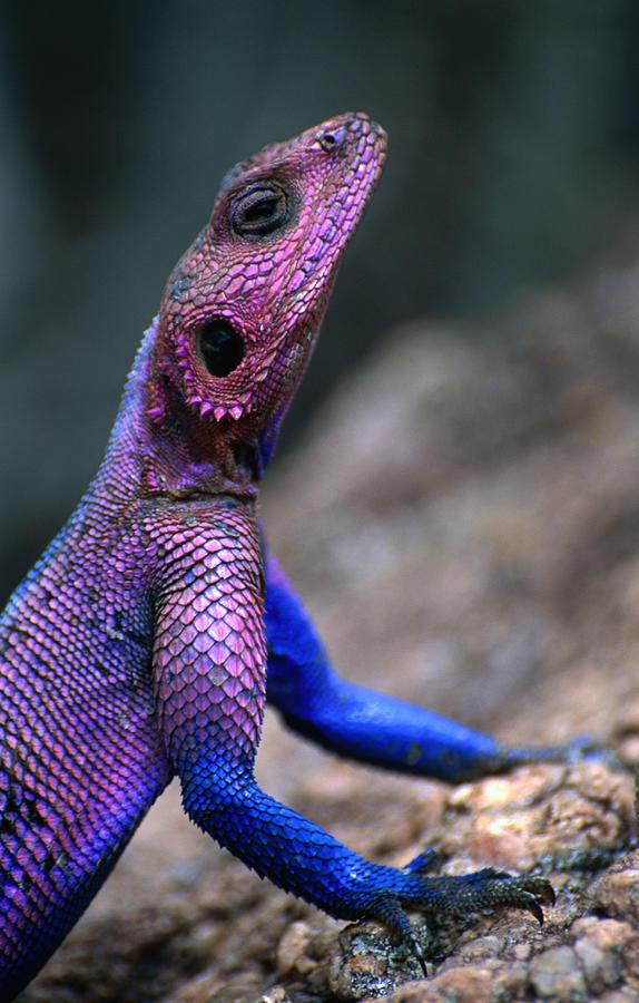 Flat-headed Rock Agama Agama Mwanzae Photograph by Ariadne Van Zandbergen