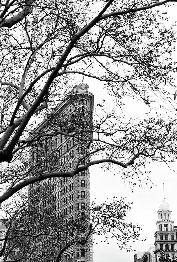 Flat Iron Through the Trees Photograph by Cate Franklyn