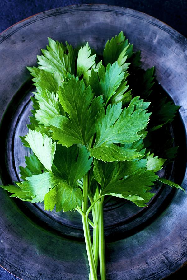 Flat-leaf Parsley On A Tin Plate Photograph by Jamie Watson