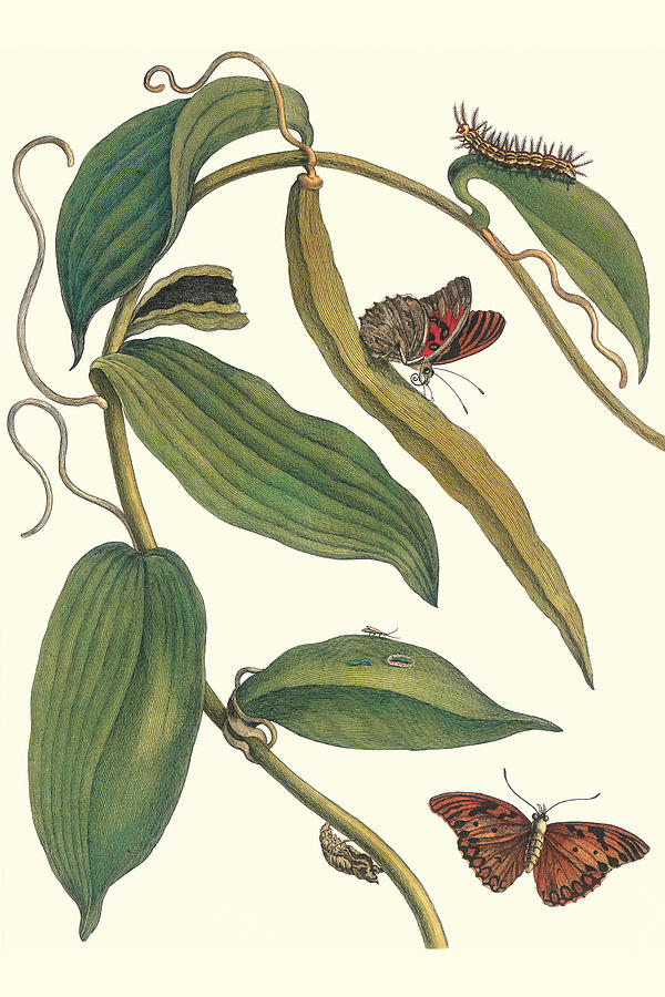 Flat-leaved Vanila Plant with a Gulf Fritillary Painting by Maria Sibylla Merian Flat-leaved Vanila Plant with a Gulf Fritillary Painting by Maria Sibylla Merian