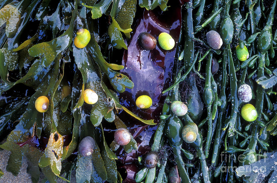 Flat Periwinkles Photograph by Dr Keith Wheeler/science Photo Library
