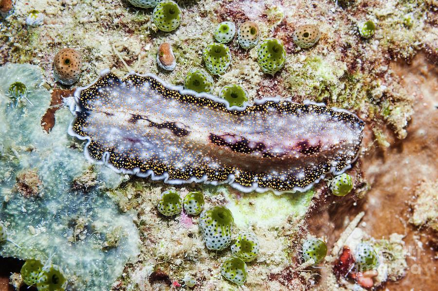 Flatworm Photograph By Georgette Douwma/science Photo Library - Pixels