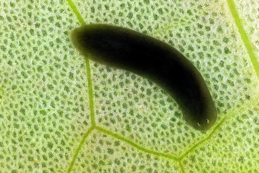 Flatworm On A Leaf Photograph by Dr Keith Wheeler/science Photo Library