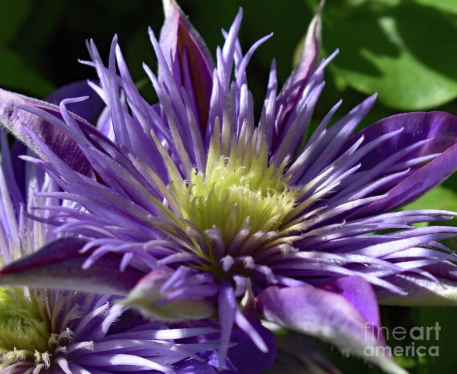 Flawless Crystal Fountain Clematis Photograph by Cindy Treger - Pixels