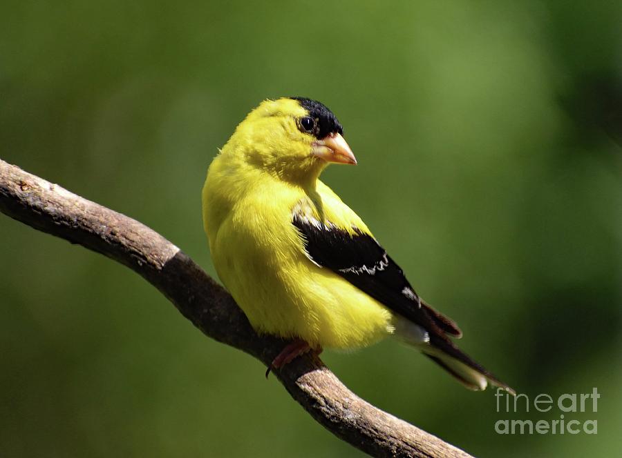 Flawless Male American Goldfinch Photograph