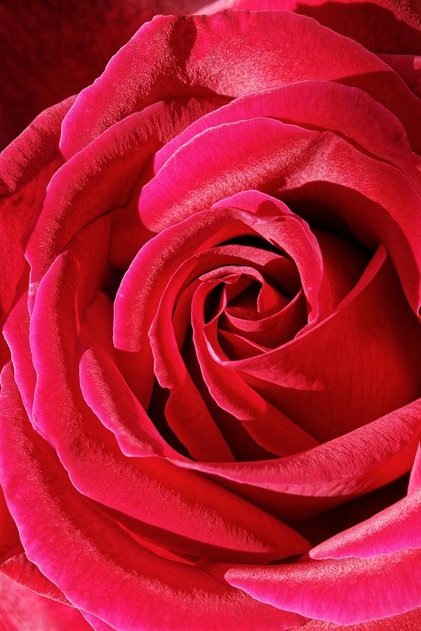 Flawless - Red Rose by KJ Swan Flawless - Red Rose by KJ Swan