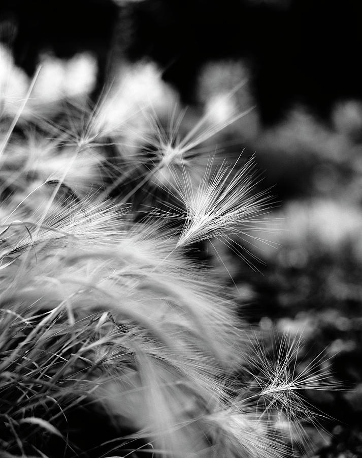 Flax Close-up Photograph by Anna Huerta
