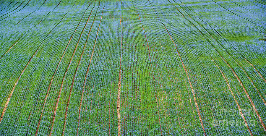 Flax Field Photograph by Tim Gainey