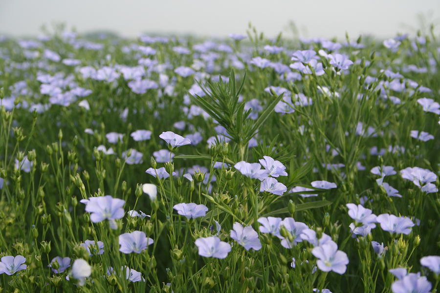 Flax I by Dylan Punke Flax I by Dylan Punke