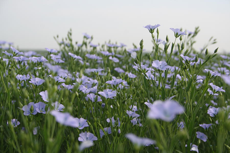 Flax II by Dylan Punke Flax II by Dylan Punke