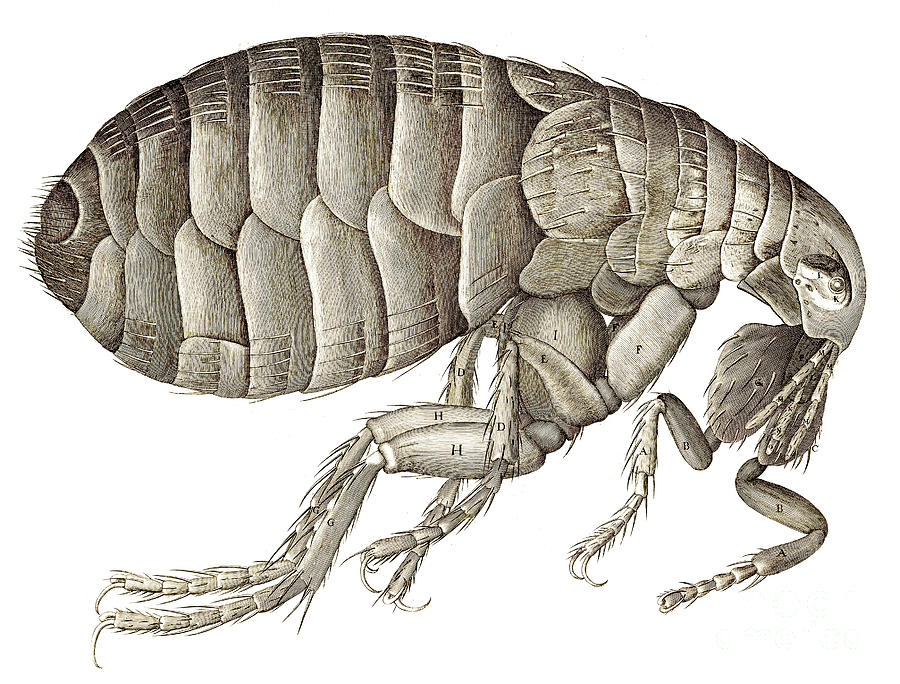 Flea from Micrographia Drawing by Robert Hooke