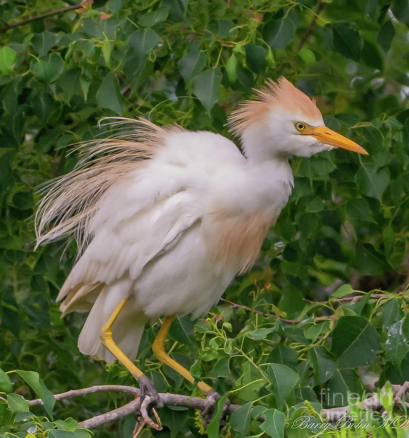 Fledging egret Photograph by Barry Bohn