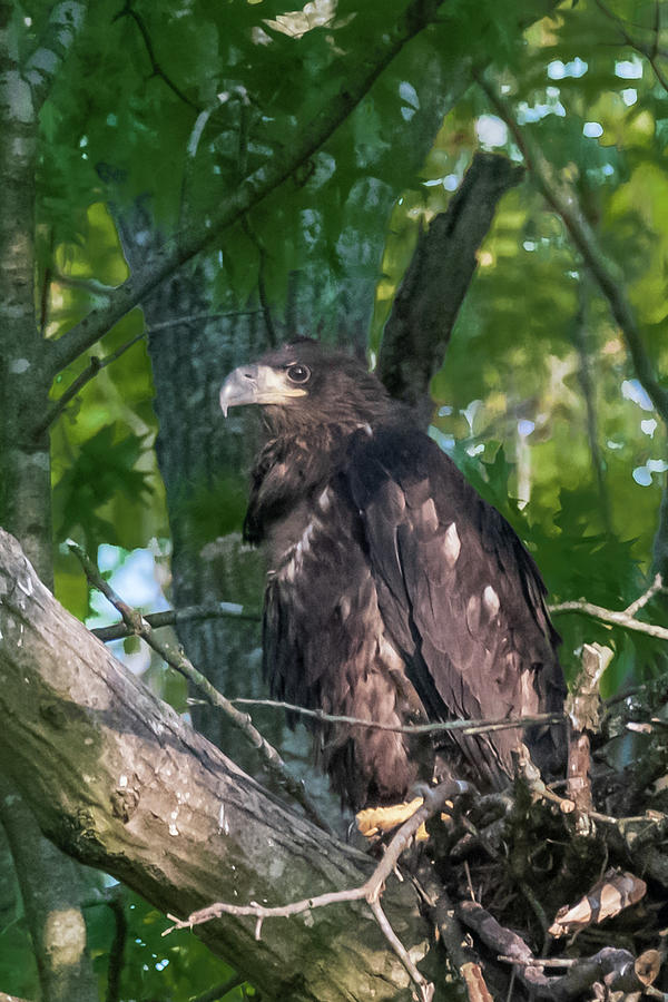 Fledgling Eagle Photograph by Robert Wrenn Fine Art America