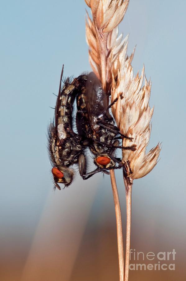 Flesh Flies Mating Photograph By Dr John Brackenbury Science Photo Library Pixels