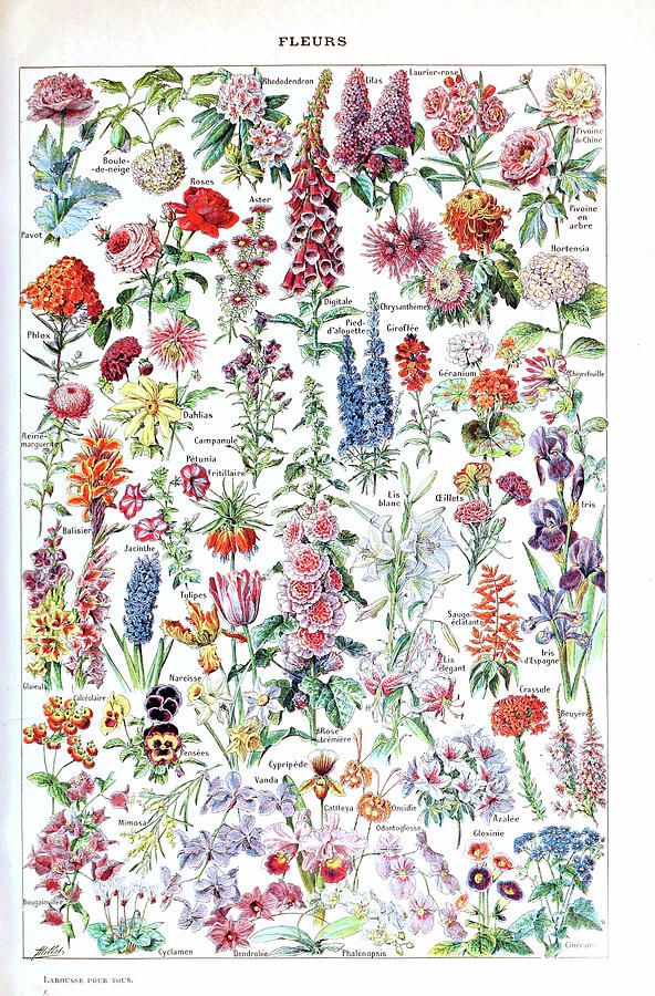 Fleurs pour tous Drawing by Adolphe Millot - Fine Art America