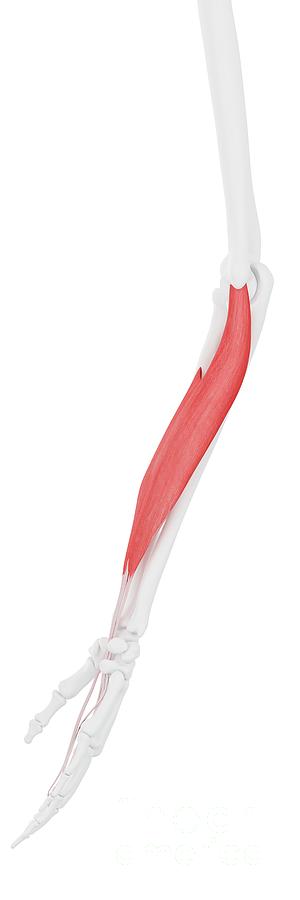 Flexor Digitorum Superficialis Muscle Photograph by Sebastian Kaulitzki ...