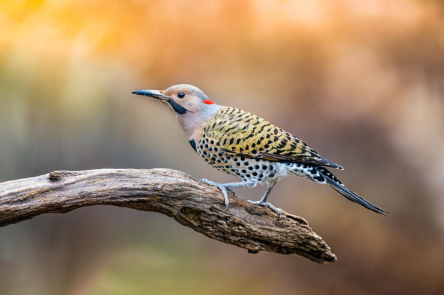 Woodpecker Photograph - Flicker by Jeff Graham