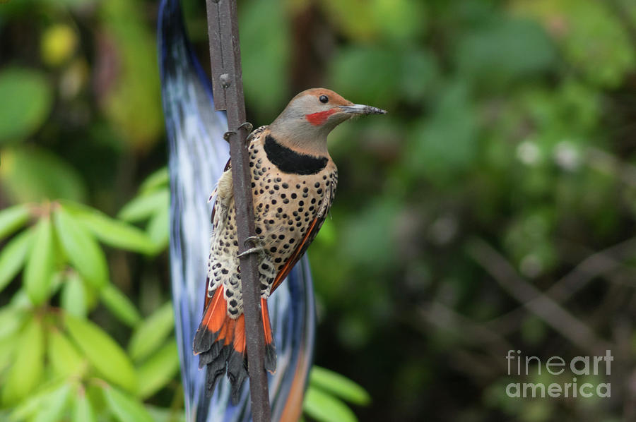 Flicker Photograph by Louise Magno