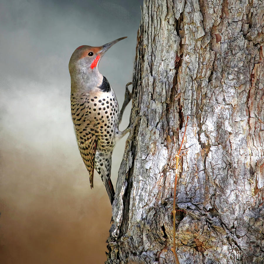 Flicker on a Pine Photograph by Donna Kennedy