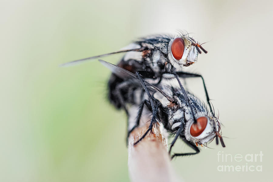 Flies Mating Photograph by Al Andersen