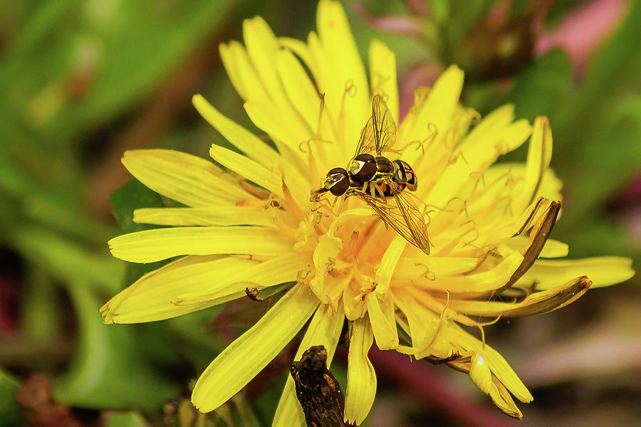 Flies mating on dandelion flower Photograph by SAURAVphoto Online Store