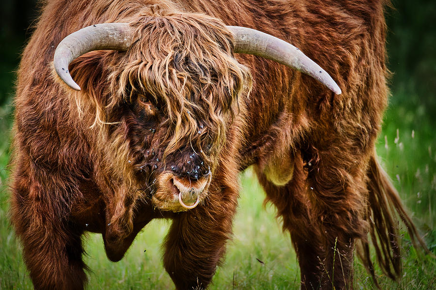 Cow Photograph - Flies on a Highland Cow - Scotland by Stuart Litoff