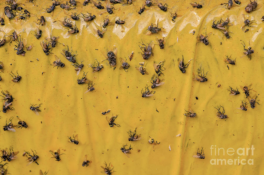 Flies Stuck To Flypaper by Photostock-israel/science Photo Library