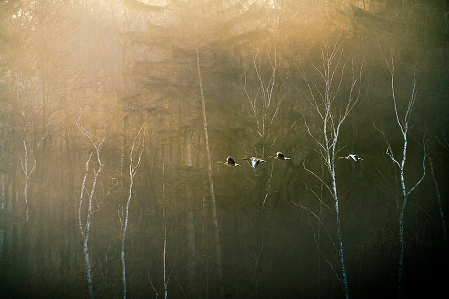 Bird Photograph - Flight Into The Golden Morning. by Arne Jansen