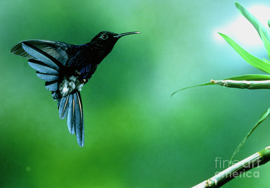Flight Of A Hummingbird Photograph by Jonathan Watts/science Photo Library