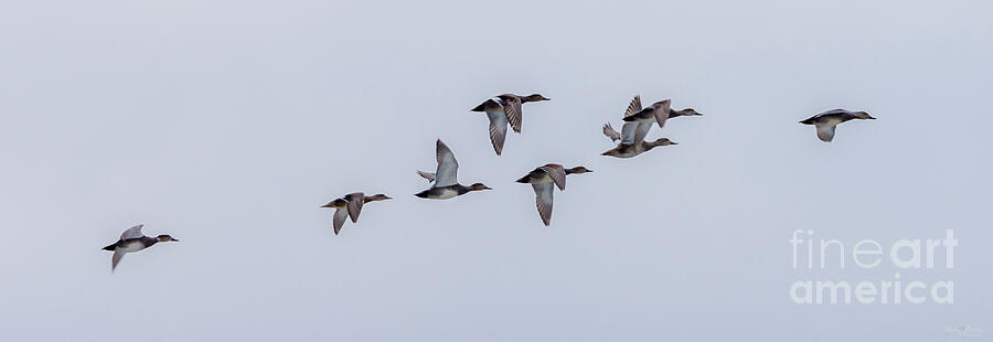 Flight Of Female Mallards Photograph by Jennifer White
