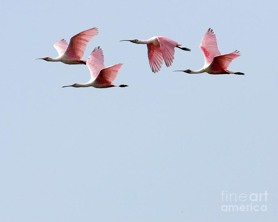 Flight of Roseate Spoonbills Photograph by Rodney Cammauf
