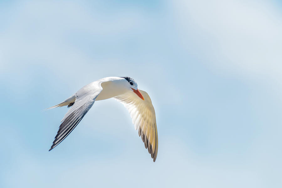Flight Of Royal Tern Catching The Sunlight Photograph