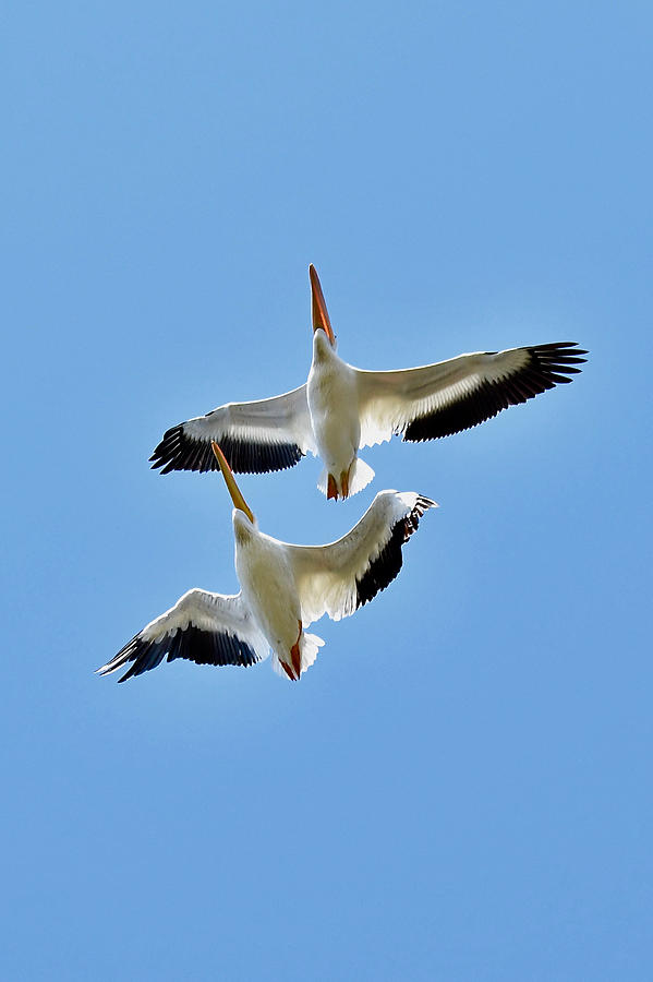 Flight of the American white pelicans 8310 Photograph by Michael Peychich