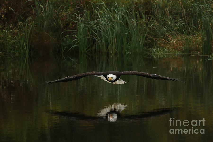 Flight of the bald eagle Photograph by Heather King