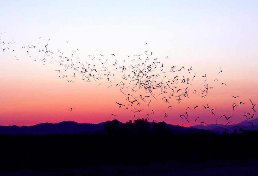 Flight of the Bats Photograph by Anthony Jones