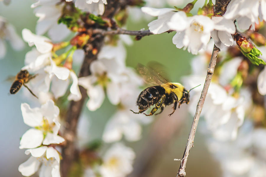 Flight Of The Bumblebee Photograph By Garrick Besterwitch - Pixels