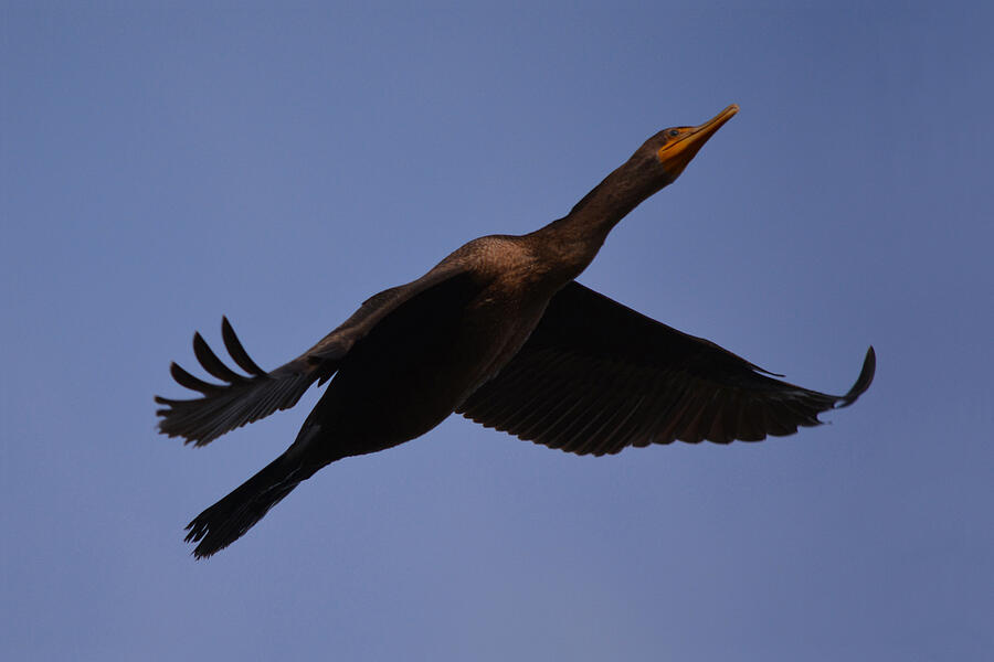 Flight of the Cormorant Photograph by Richard Andrews