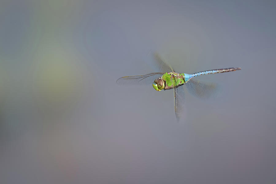Flight of the Dragonfly Photograph by Todd Henson