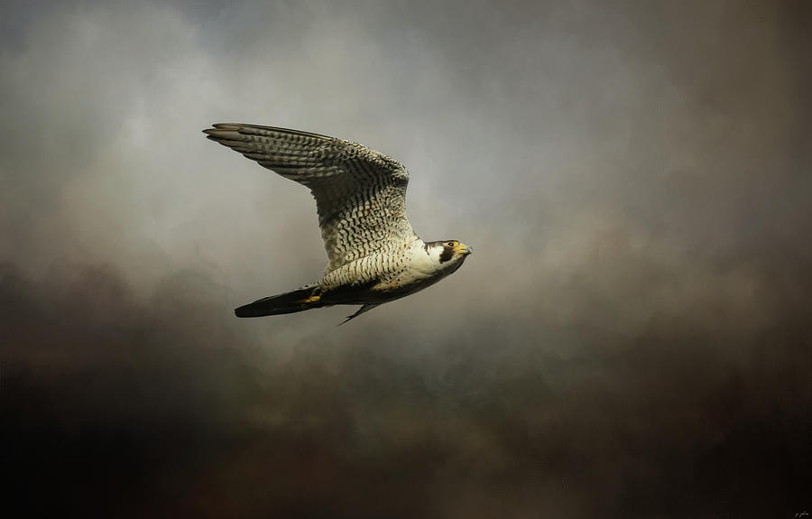 Flight Of The Falcon Photograph by Jai Johnson