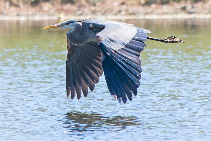 Flight of the Great Blue Heron Photograph by Mary Ann Artz