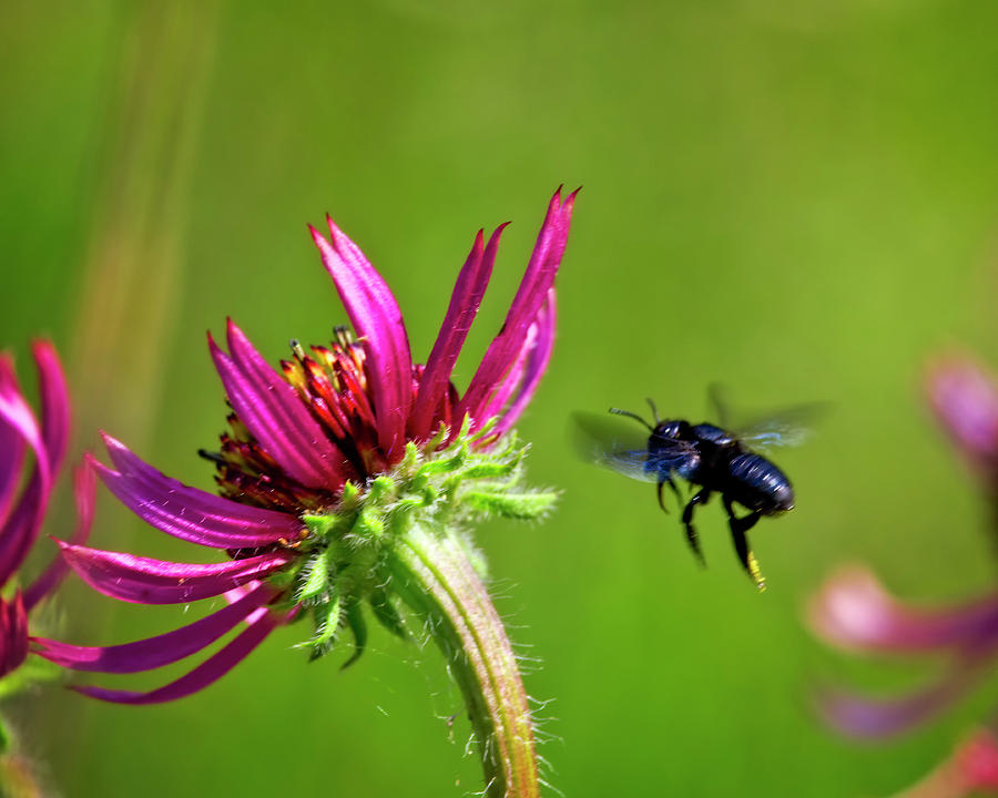 Flight of the Mason Bee Photograph by Laura Vilandre