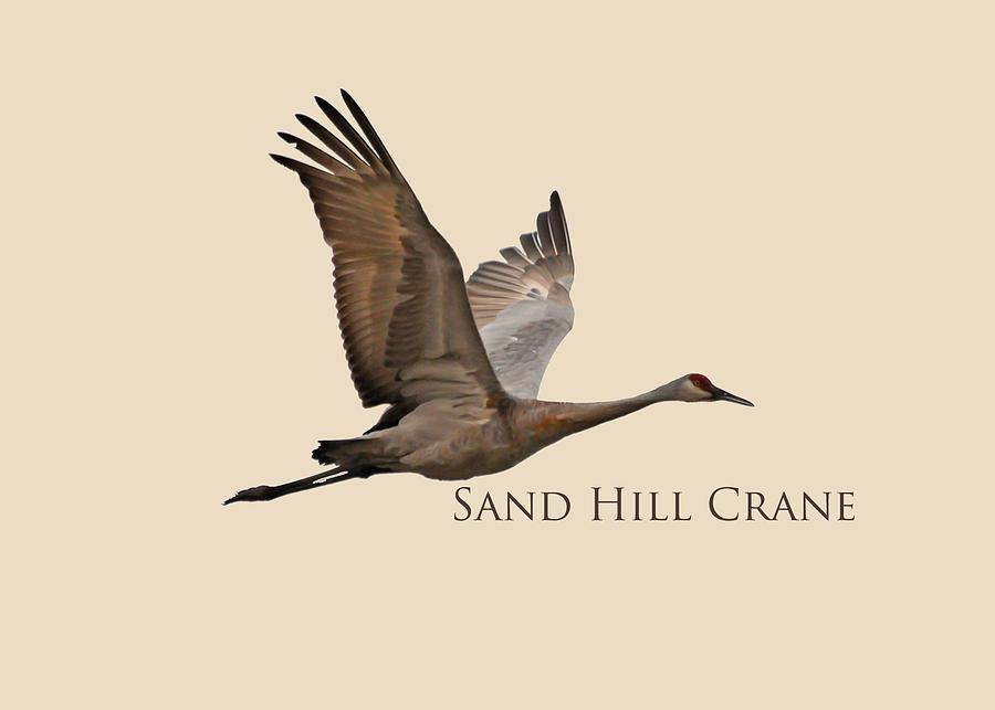 Flight of the Sandhill Crane Photograph by Whispering Peaks Photography