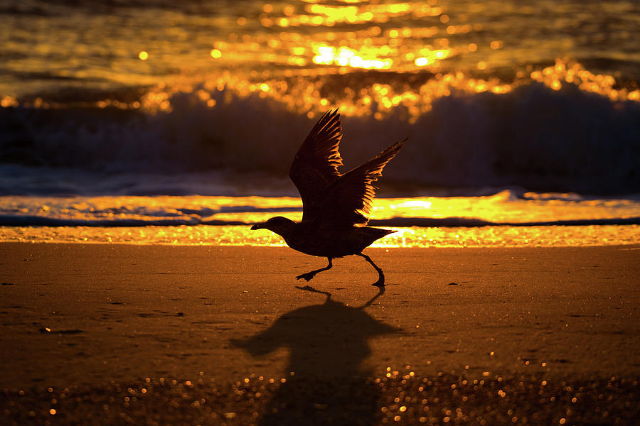 Flight of the Seabird Photograph by Gary Kochel