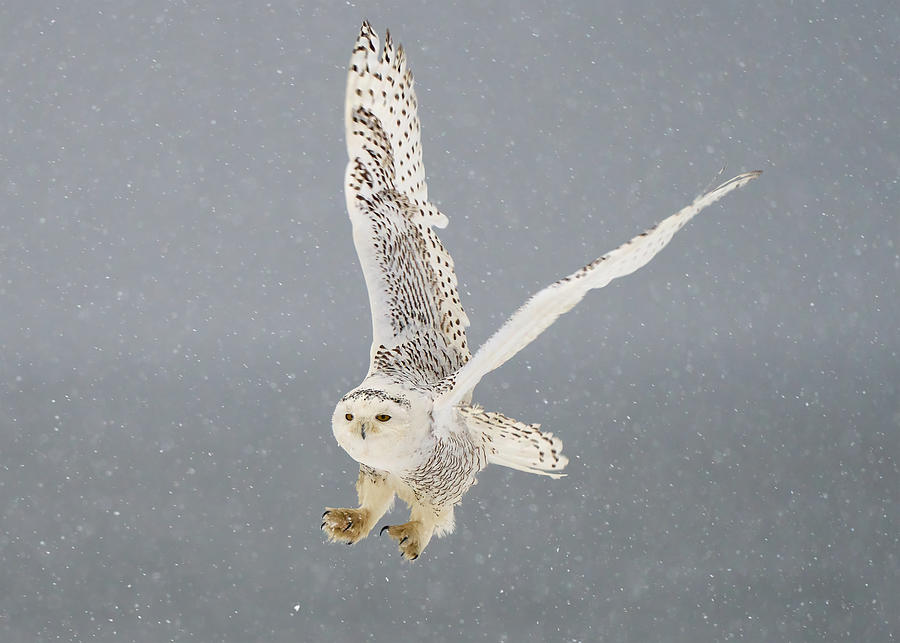 Flight Of The Snowy Owl Photograph by Johnny Chen