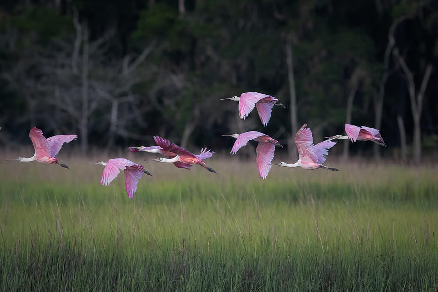 Flight of the spoonbills by Kenny Nobles Flight of the spoonbills by Kenny Nobles
