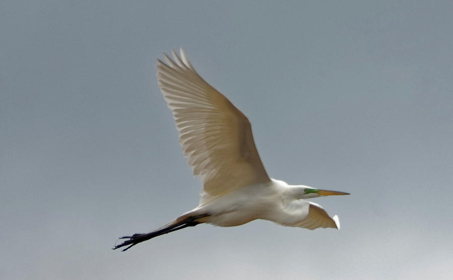 Flight of the white egret Photograph by Peter Ponzio