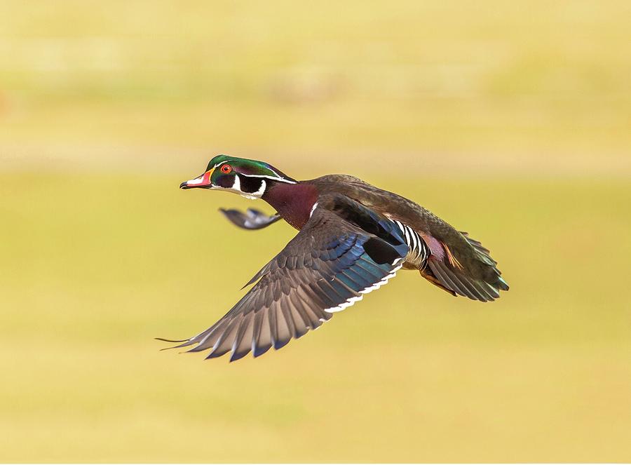 Flight of the wood duck Photograph by Lynn Hopwood