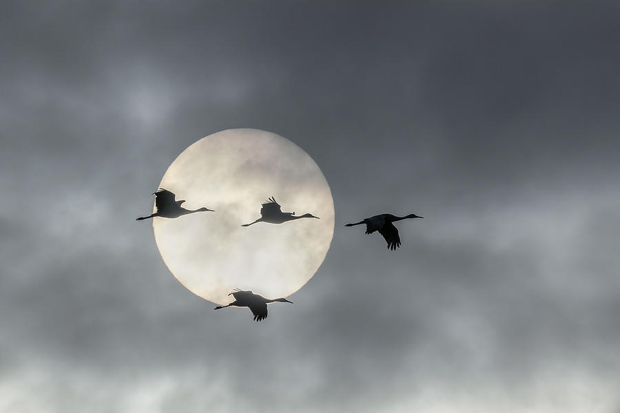 Crane Photograph - Flight Over The Moon by John Fan